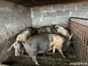 porci diverse categori