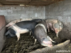 porci diverse categori - imagine 4