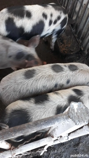 vindem porci - imagine 2