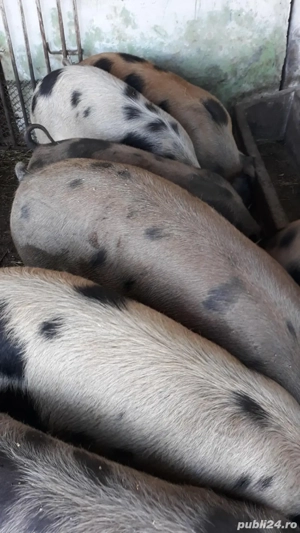 vindem porci - imagine 3