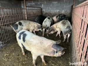 porci diverse categori - imagine 5