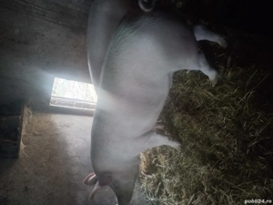 porc de vânzare  - imagine 4