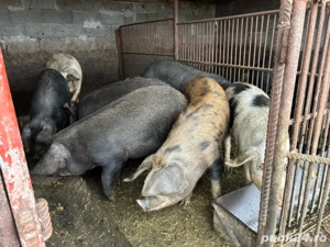 porci diverse categori - imagine 2