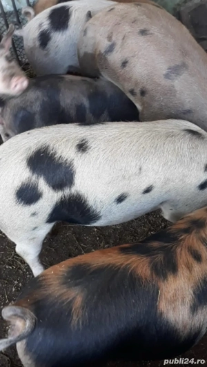 vindem porci - imagine 4