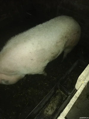 Vând porc  - imagine 2