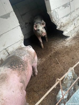 vand porc  - imagine 4