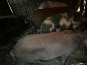 vand porc  - imagine 2