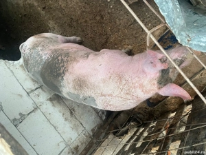 vand porc  - imagine 3