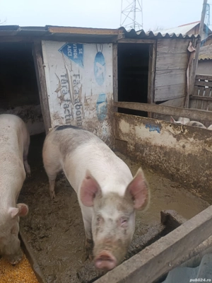 De vanzare porc 
