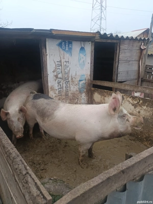De vanzare porc  - imagine 4