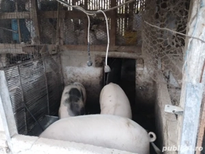 Porc de vanzare 200kg+ 