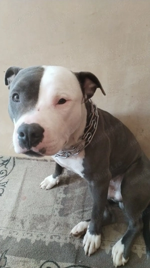  Gratis american bully 1an și 3 luni nu este pui mic.  - imagine 3