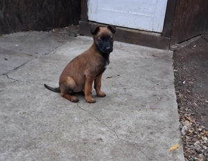 Ciobanesc belgian Malinois