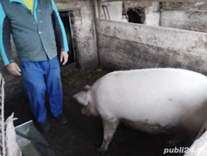 Porc de vanzare 200kg+  - imagine 4
