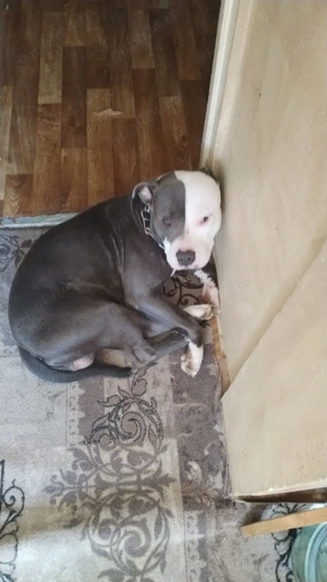  Gratis american bully 1an și 3 luni nu este pui mic.  - imagine 4