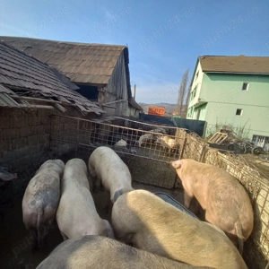 Porci rasa mixta Godini mistreti bazna metiși 15 ron - imagine 2