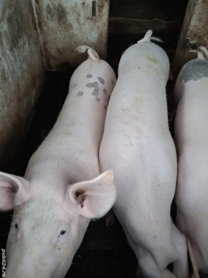 Porci de vânzare 