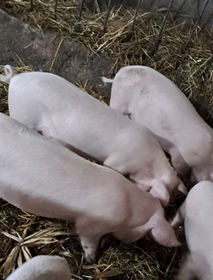 Vând purcei , preț negociabil 