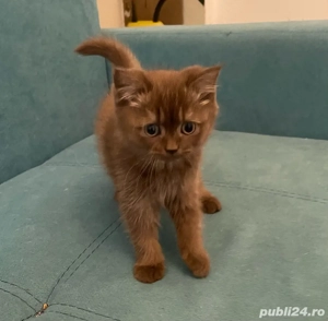 Puiuti rasa Scottish  - imagine 3