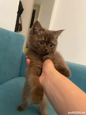 Puiuti rasa Scottish  - imagine 2