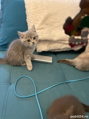 Puiuti rasa Scottish 