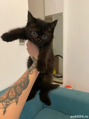 Puiuti rasa Scottish  - imagine 4