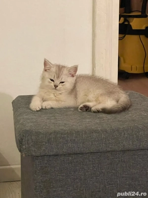 Puiuti rasa Scottish  - imagine 5