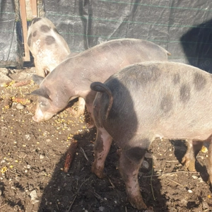 Purcei de vânzare  - imagine 3