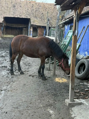 Vând iapa bună de tras