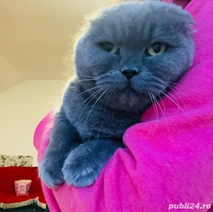 Vand pisica de rasa Scottish Fold 