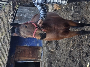 Vând iapa bună de tras - imagine 2