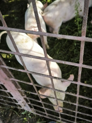 Purcei marele alb 10 săptămâni 