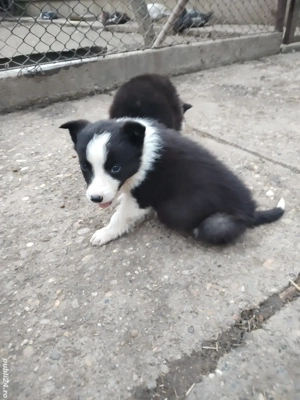 Vand pui Border Collie 