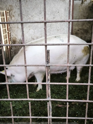 Purcea marele alb frumoasa 