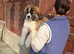 vand cățeii Saint-Bernard  - imagine 5