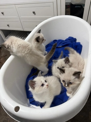 Puiuti ragdoll 7 saptamani isi cauta căsuța noua