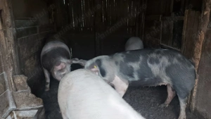 Vand porci - imagine 2