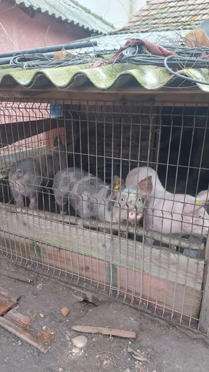 Vand porci - imagine 3