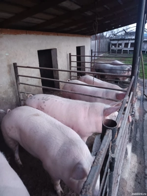 vand porci150 kg - imagine 3