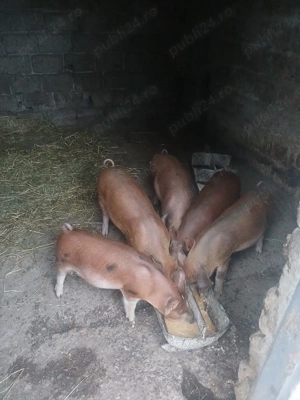 Vand purcei la 2 luni  - imagine 2