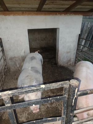 vand porci150 kg - imagine 2