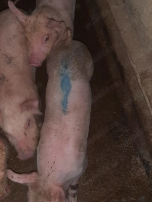 Vand purcei  la monta . - imagine 2