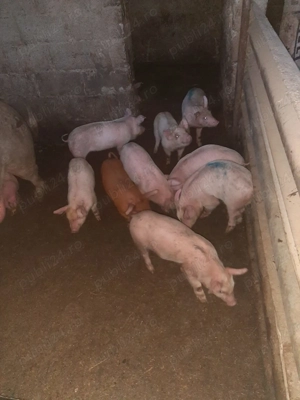 Vand purcei  la monta .