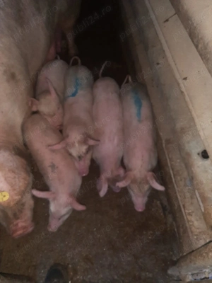 Vand purcei  la monta . - imagine 3