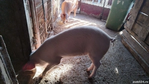 Purcea 70-80 kg - imagine 2