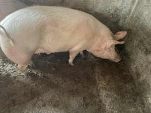 Vând porc  - imagine 2