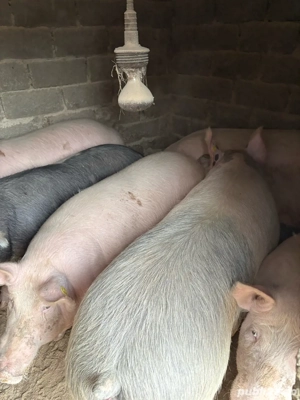 Vand porci pentru sacrificat
