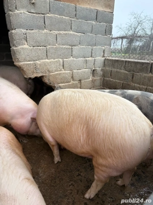 Vand porci pentru sacrificat - imagine 2