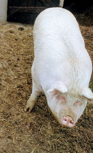  Vând porc Landrace   pentru carne