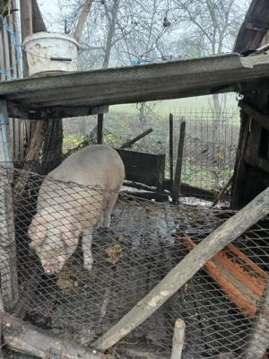 Porci de vânzare 